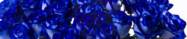 Blaue Rosen kaufen Blaue Rosen bestellen
