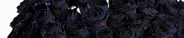 Schwarze Rosen bestellen