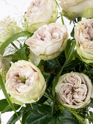 Shades of Grey Rose Shades of Grey Rose