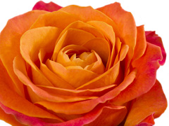 Orange Devoted Rose Die Devoted Rose