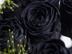 schwarzer Rosenstrau&szlig;