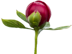 Red Charm Pfingstrose Rote Pfingstrose