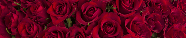 Rote Rosen - EverRed Rote Rosen - EverRed