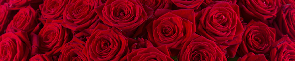Rote Rosen - Red Naomi Rote Rosen - Red Naomi
