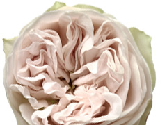 Shades of Grey Rose Shades of Grey Rose