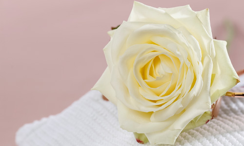 Symbolik Wei&szlig;e Rosen