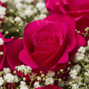 Pinke Tacazzi Rose Pinke Tacazzi Rose