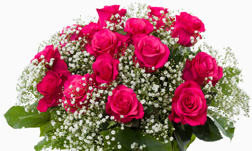 Rosa Rosen mit Schleierkraut Tacazzi Rosen mit Schleierkraut