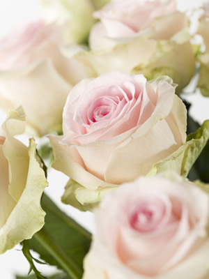 Deine Anzahl Rosa Rosen Deine Anzahl Rosa Rosen