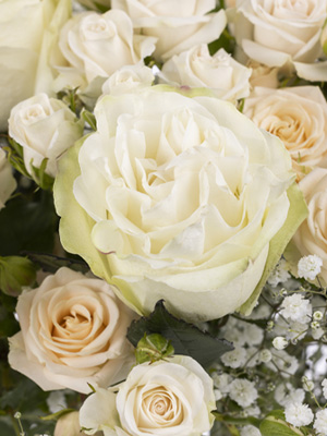 Weiße Moonstone Rosen Weiße Moonstone Rosen
