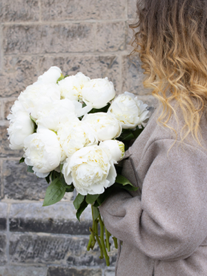 Weiße Pfingstrosen Weiße Pfingstrosen