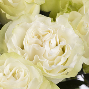 Weiße Rosen aus Ecuador Weiße Rosen aus Ecuador